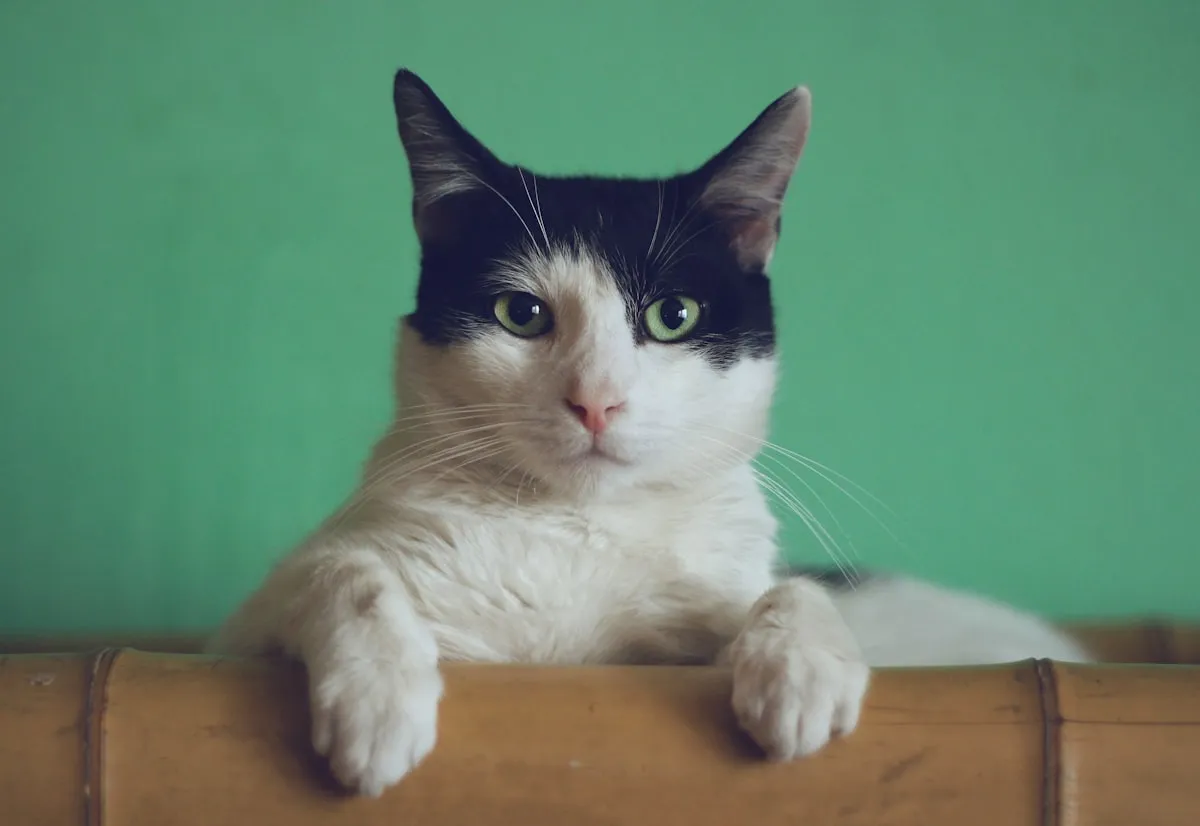 Before and after: a black-and-white cat photo and a human portrait with matching markings