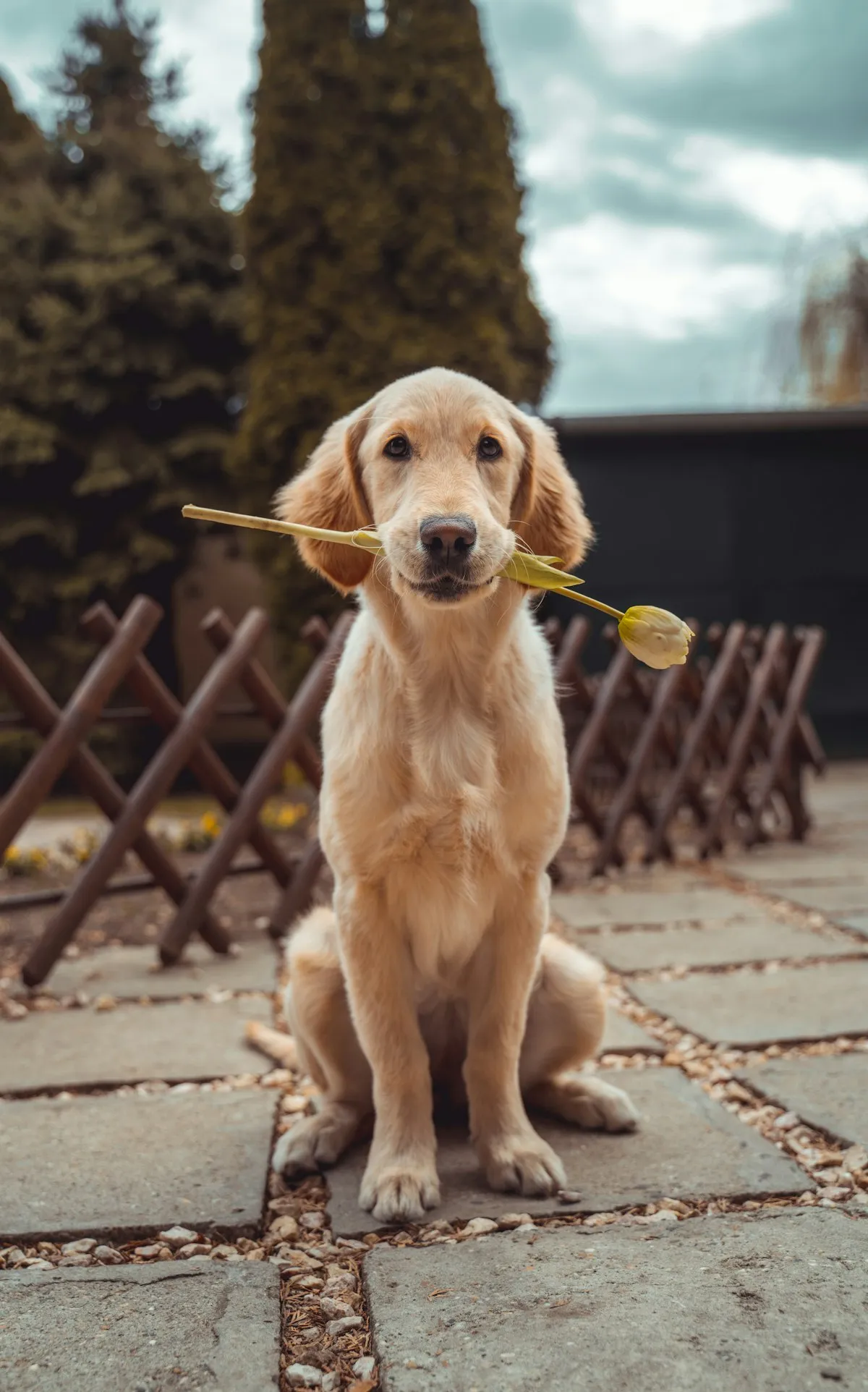 Before and after: a golden dog photo and a human portrait with warm blonde hair