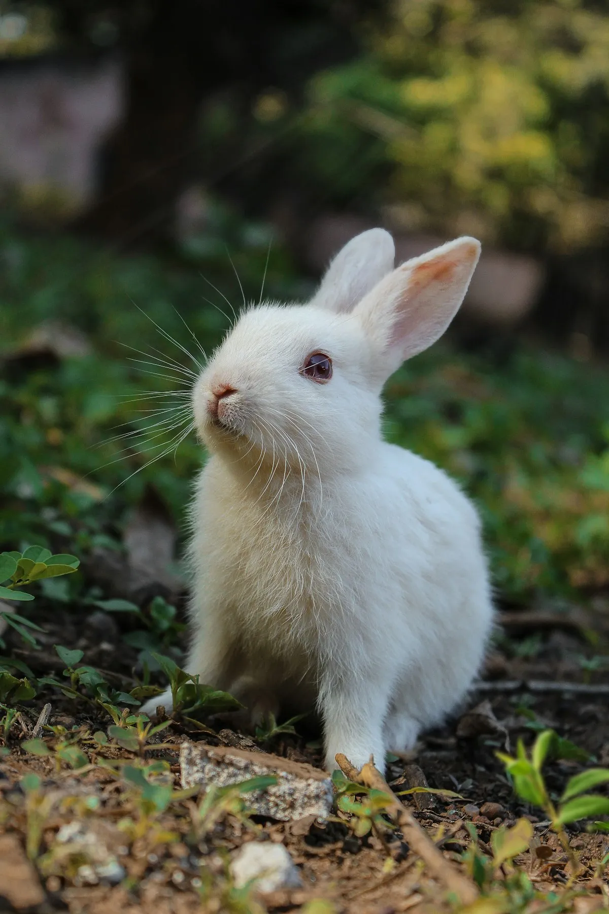 Before and after: a white rabbit photo and a human portrait with pale hair